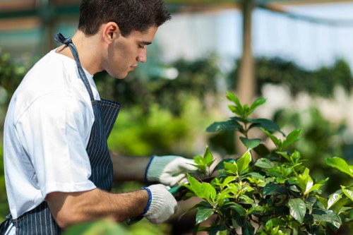 Professional tree reduction service for homes and businesses in Stokenewington